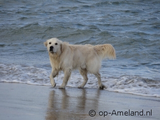 Vakantie op Ameland met hond