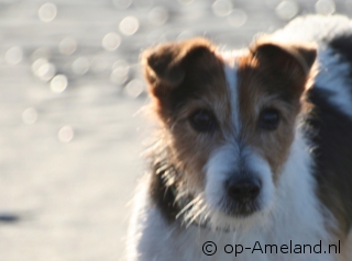 Vakantie op Ameland met hond