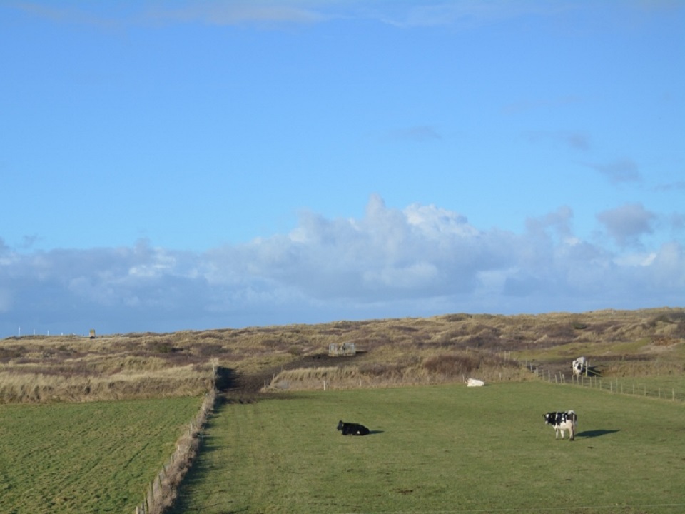 Stormmeeuw (Buren)