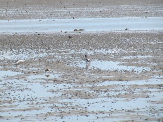 Werelderfgoed Waddenzee Ameland